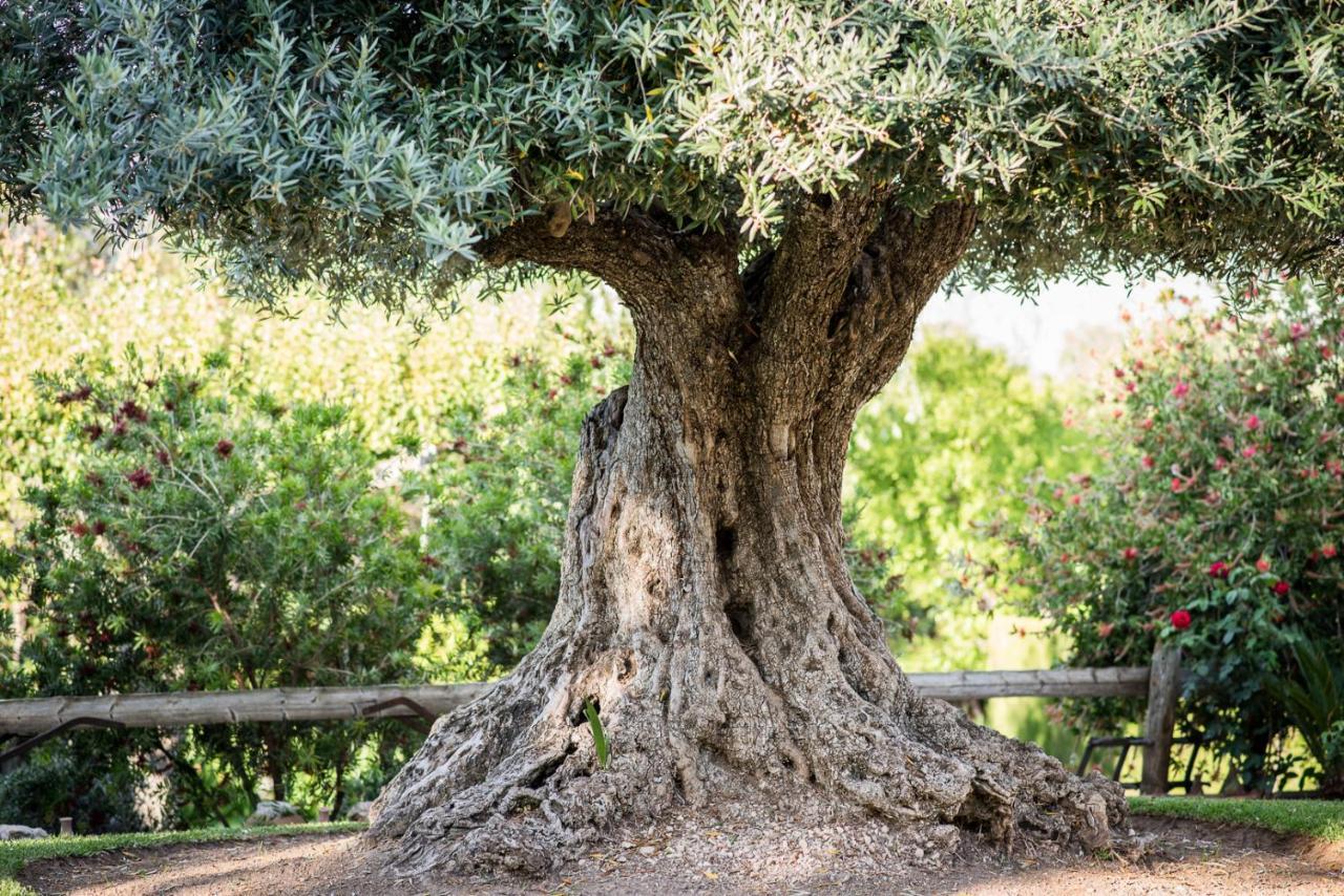 Al Agia - Los Molinos De Padul エクステリア 写真